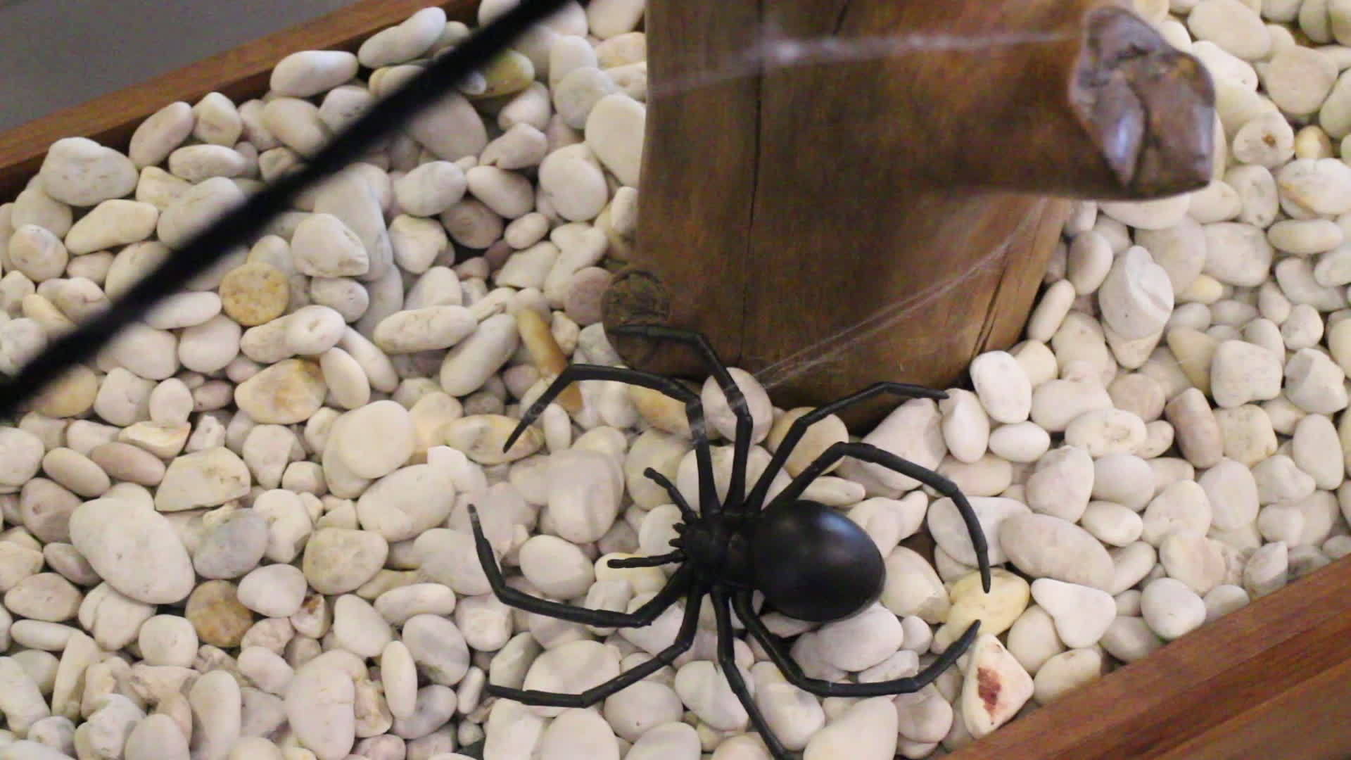 露天大厅蜘蛛网视频的预览图