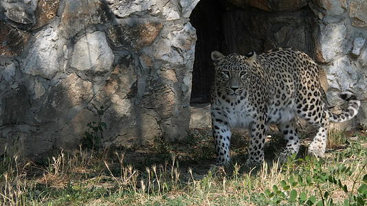 走在动物园笼子里的豹子视频的预览图