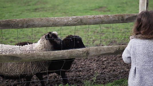 黑白小女孩羊羊通过铁丝网和木墙亲手喂养视频的预览图