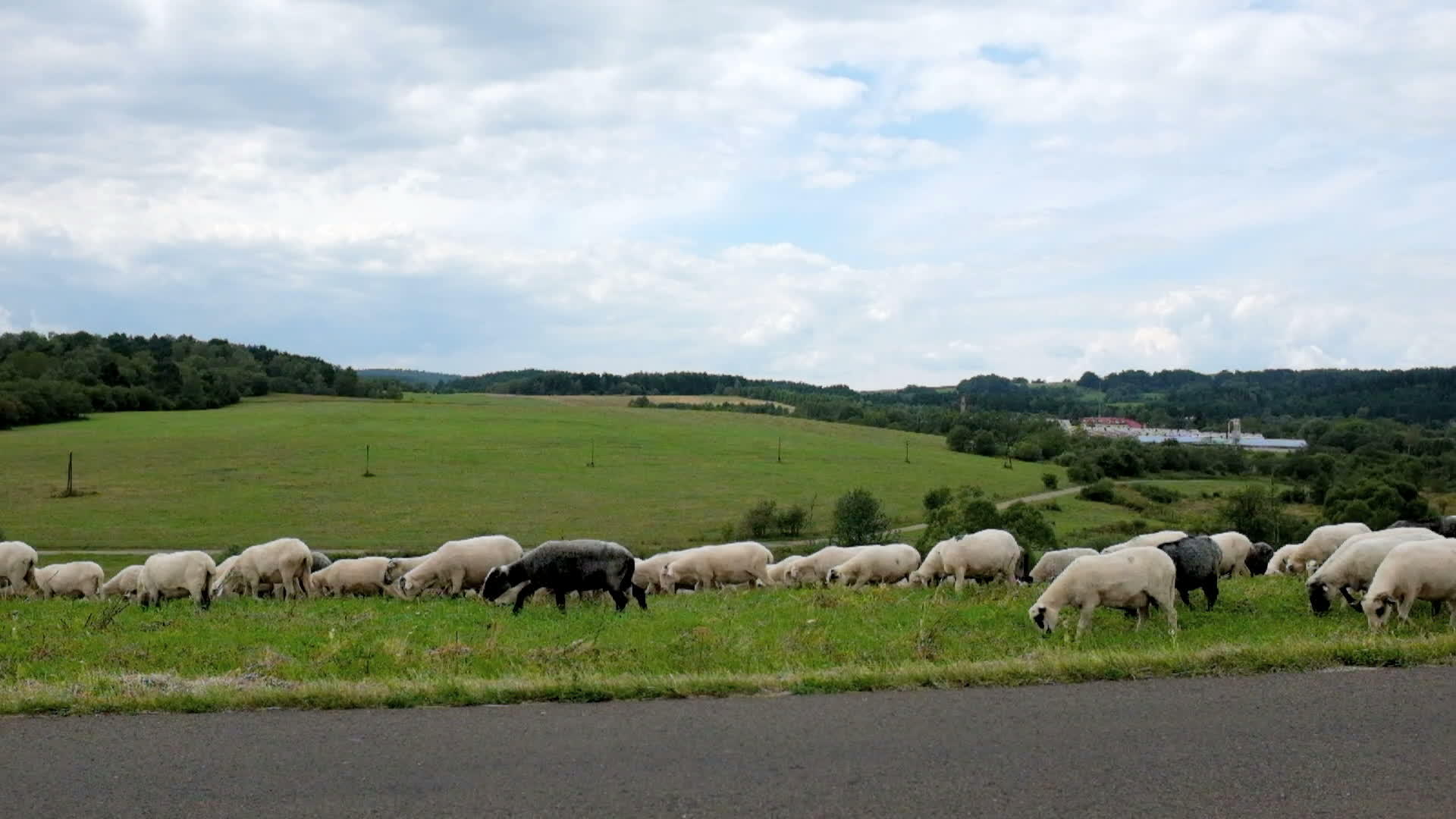 山中牧羊草视频的预览图