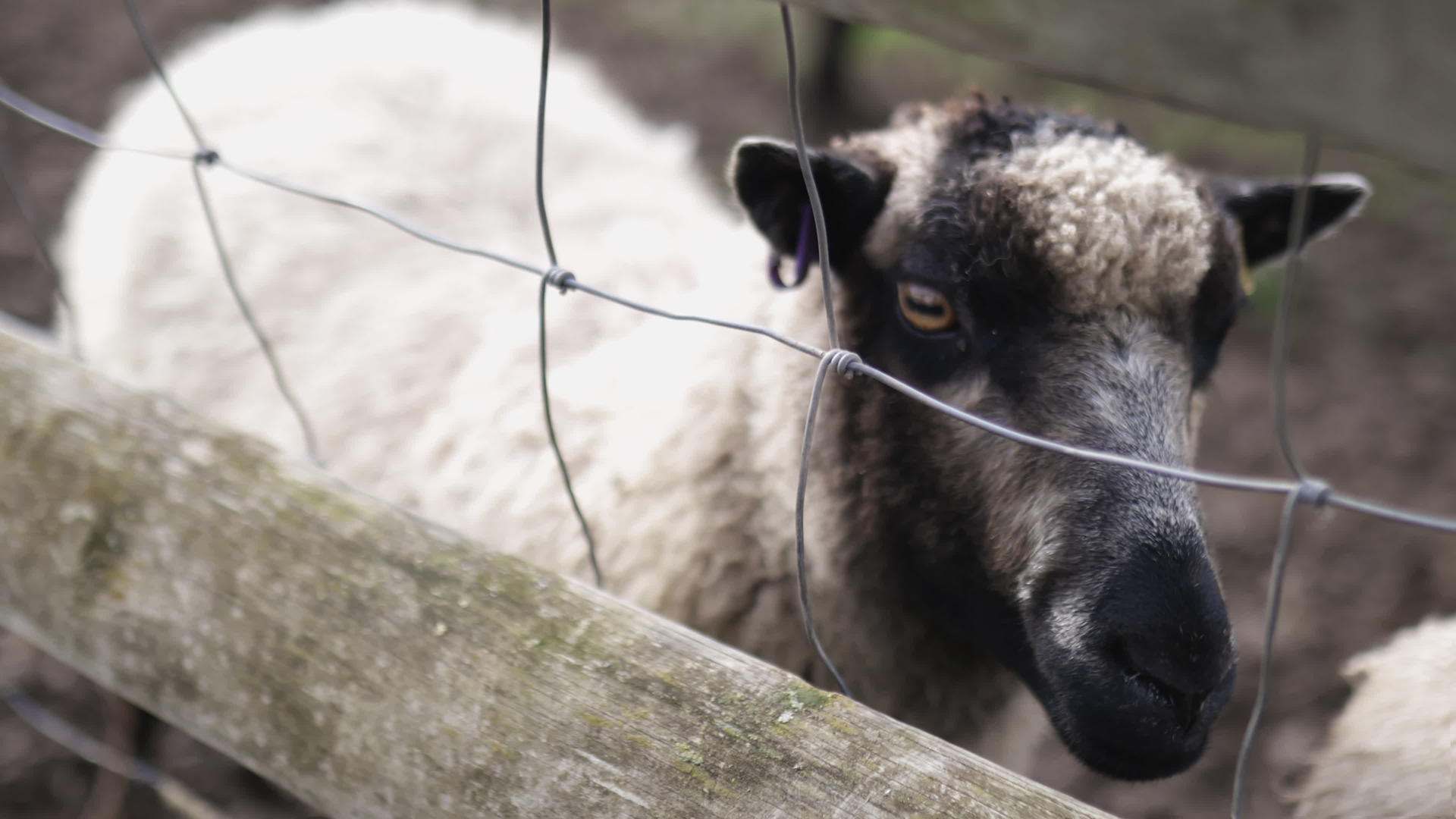 黑白小女孩羊羊通过铁丝网和木墙亲手喂养视频的预览图