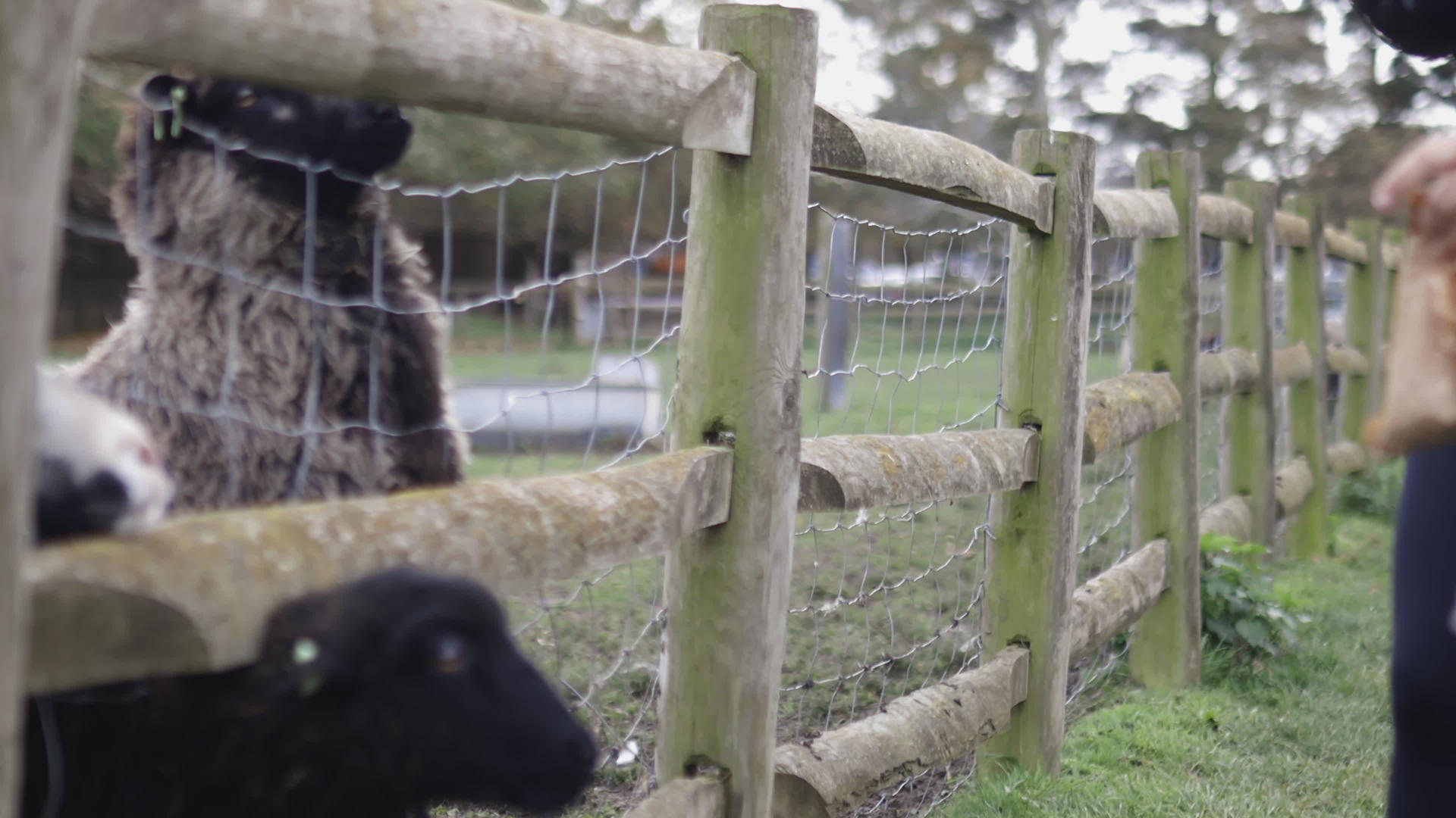 黑羊头向外伸出头来用栅栏从草地上吃东西视频的预览图