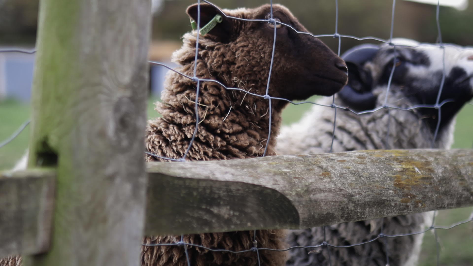 棕色的羊和棕色的山羊把鼻子放在栅栏上由女孩喂养视频的预览图