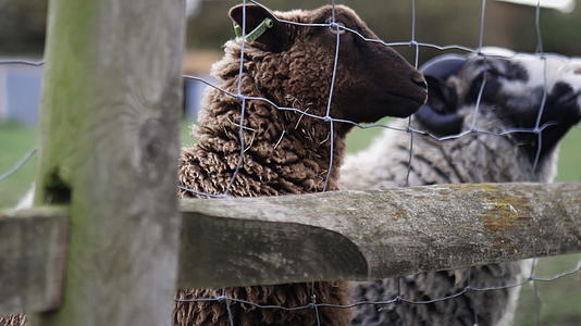 棕色的羊和棕色的山羊把鼻子放在栅栏上由女孩喂养视频的预览图