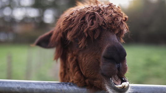 棕色的羊驼展示了它的牙齿和咀嚼视频的预览图