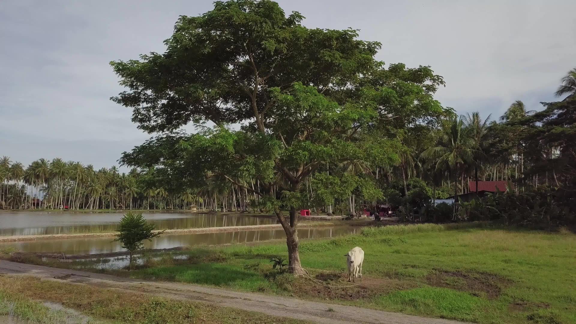 马来西亚乡村风光视频的预览图