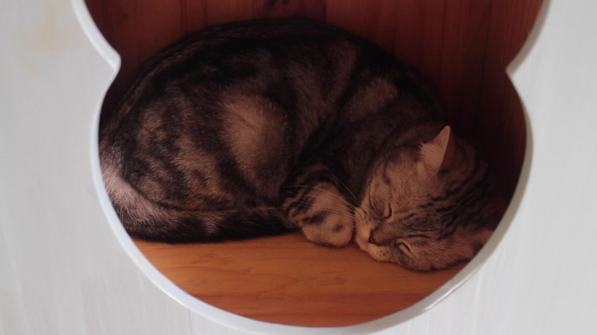 可爱的猫睡在家里的玩具里视频的预览图