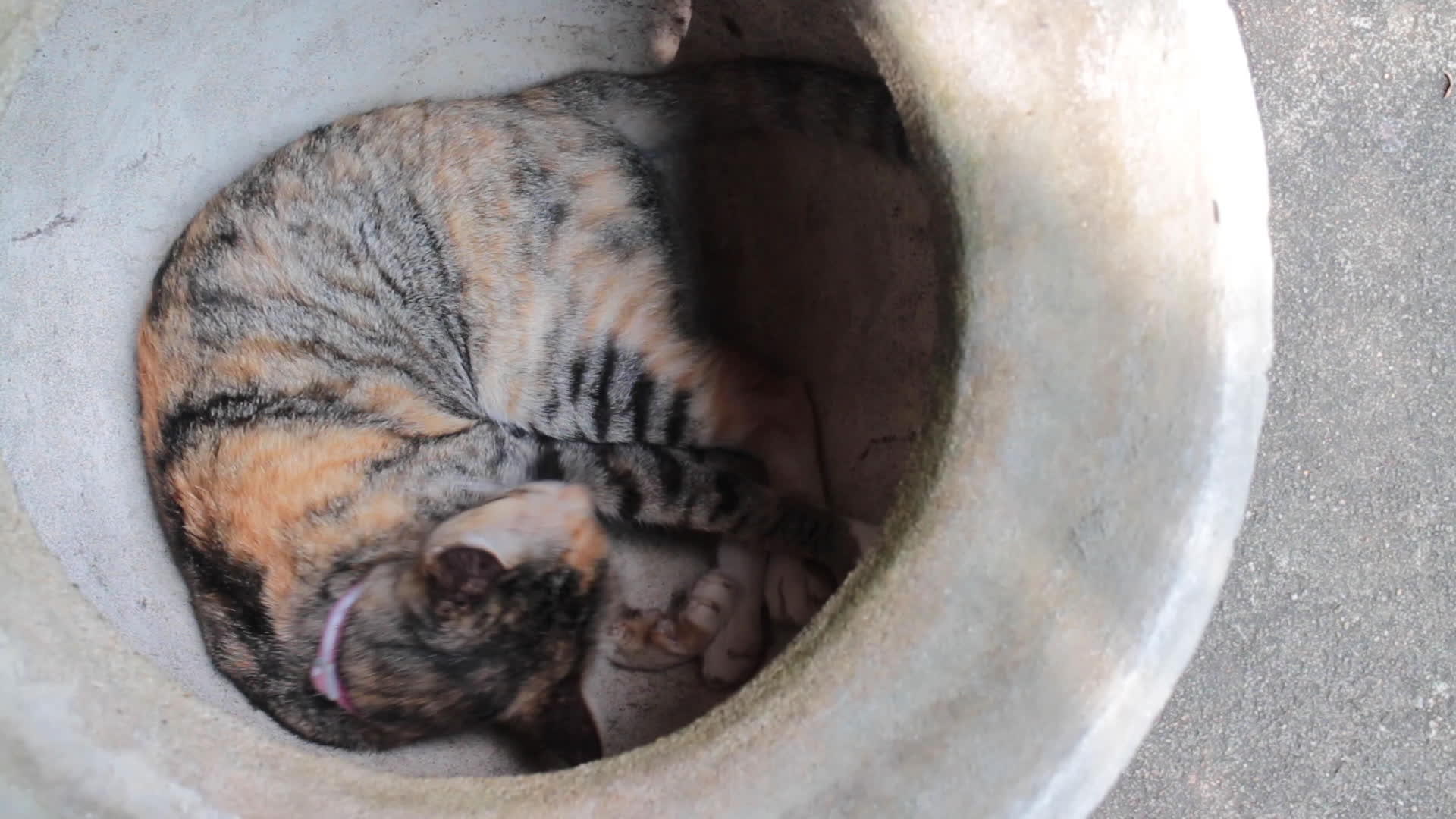 可爱的猫在花盆里视频的预览图