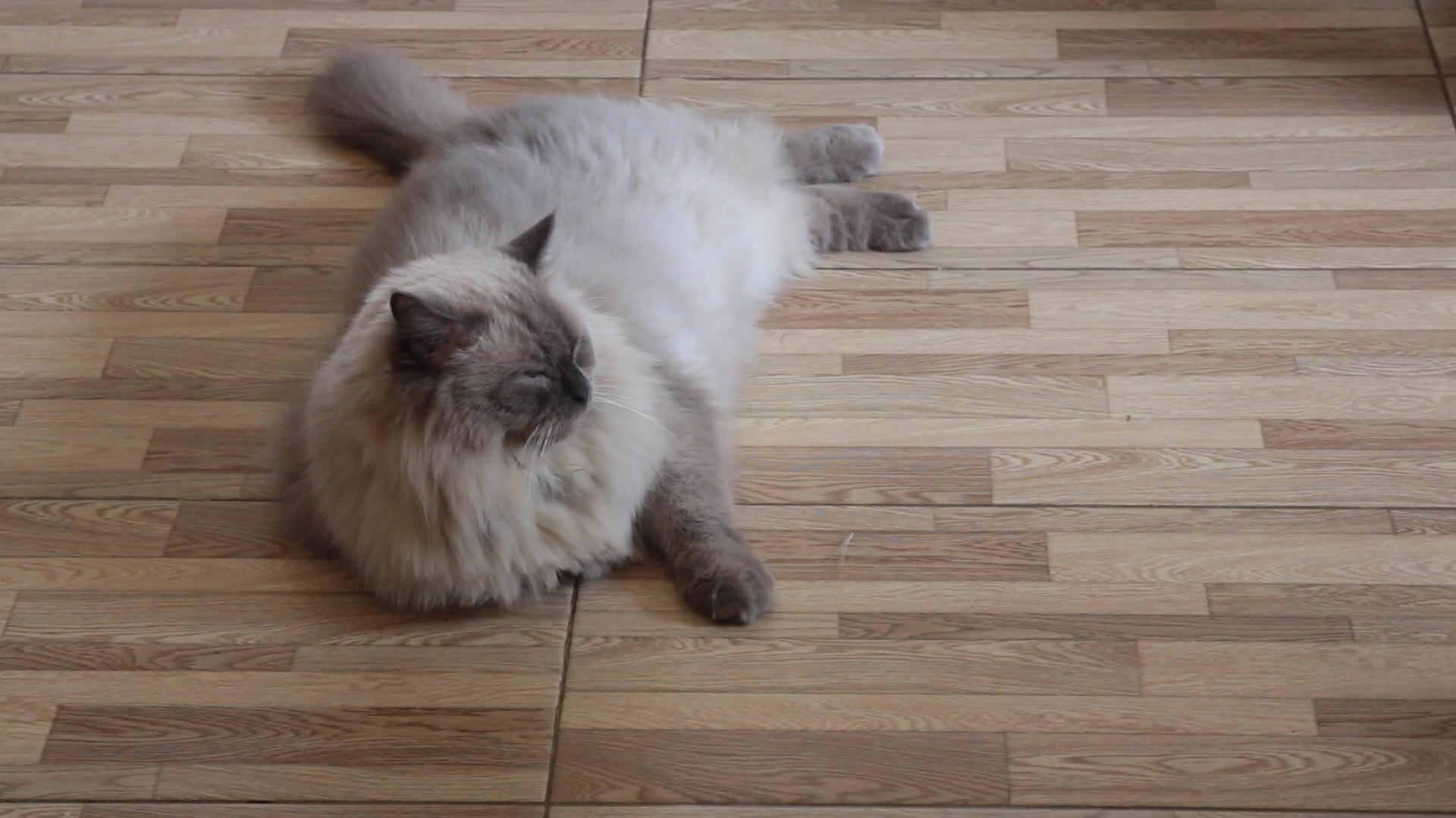 在家里放松的羊驼猫视频的预览图