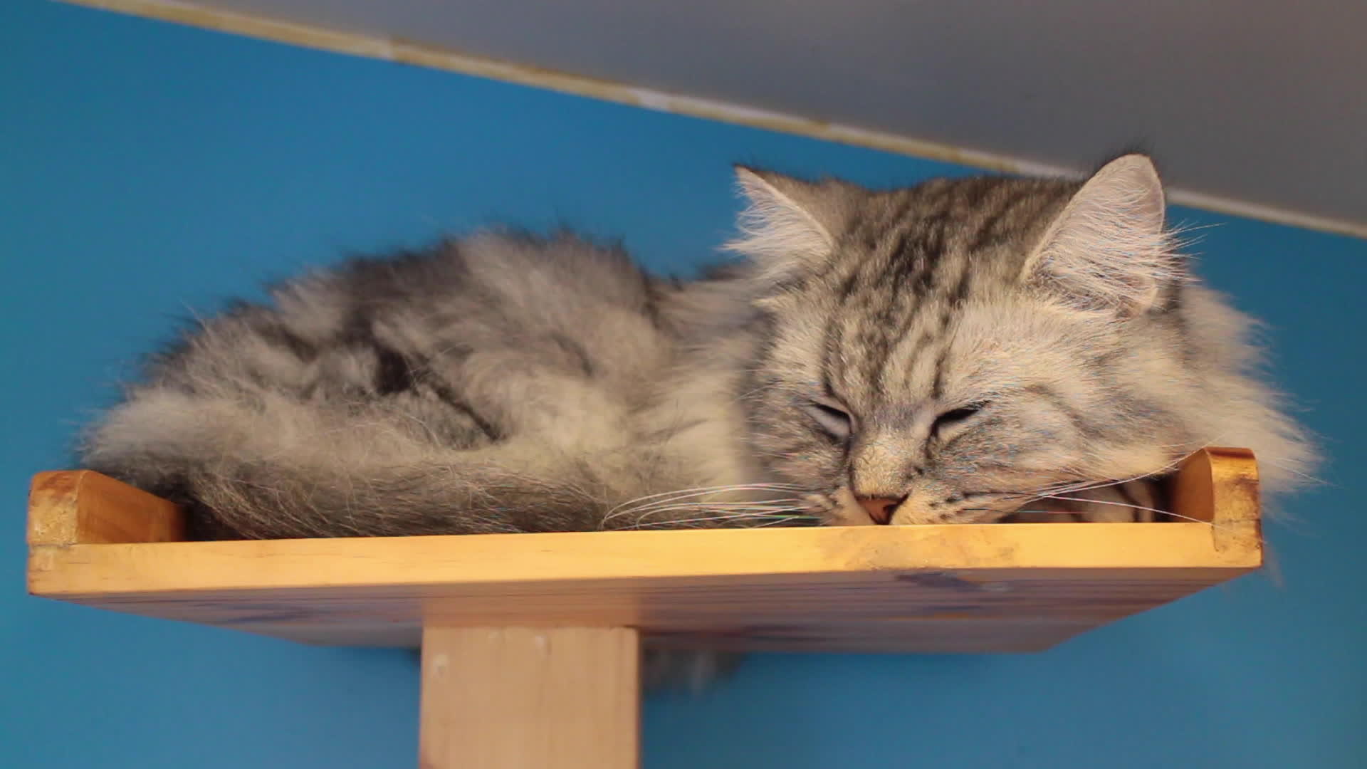 猫睡在玩具上视频的预览图