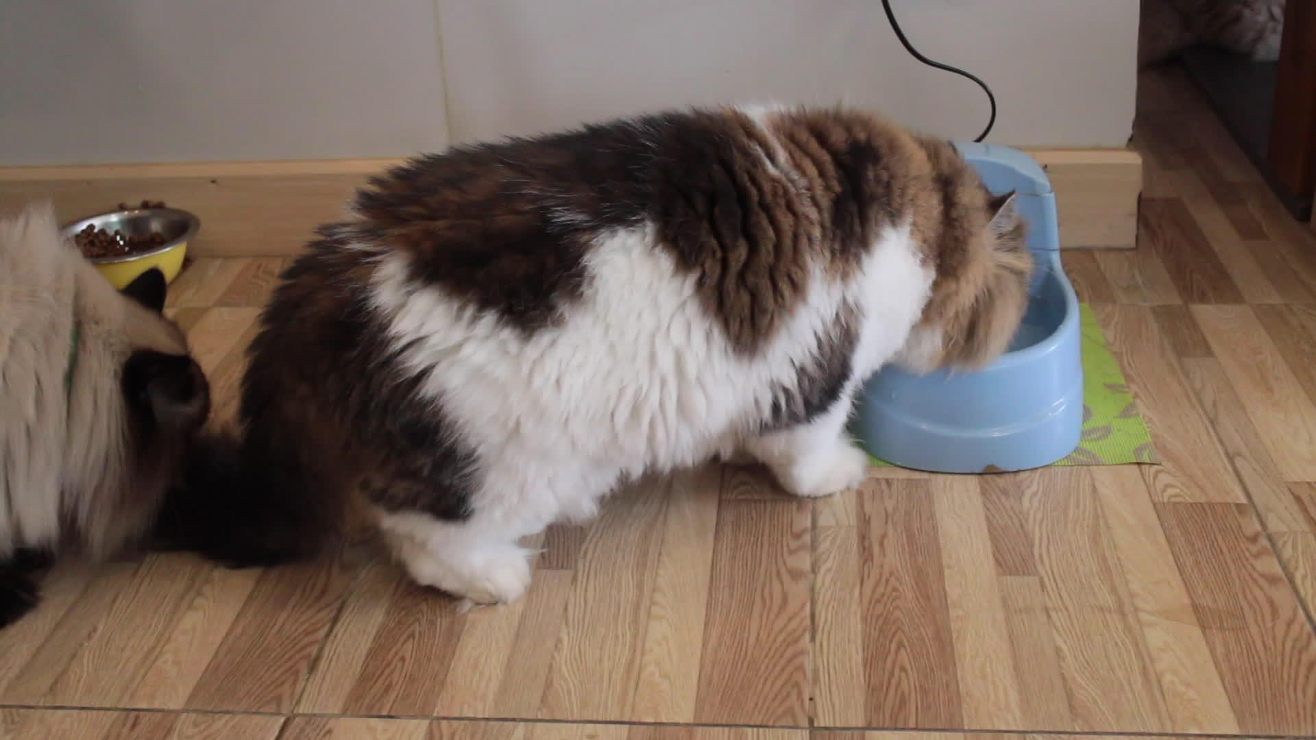 碗里的室内猫喝水视频的预览图