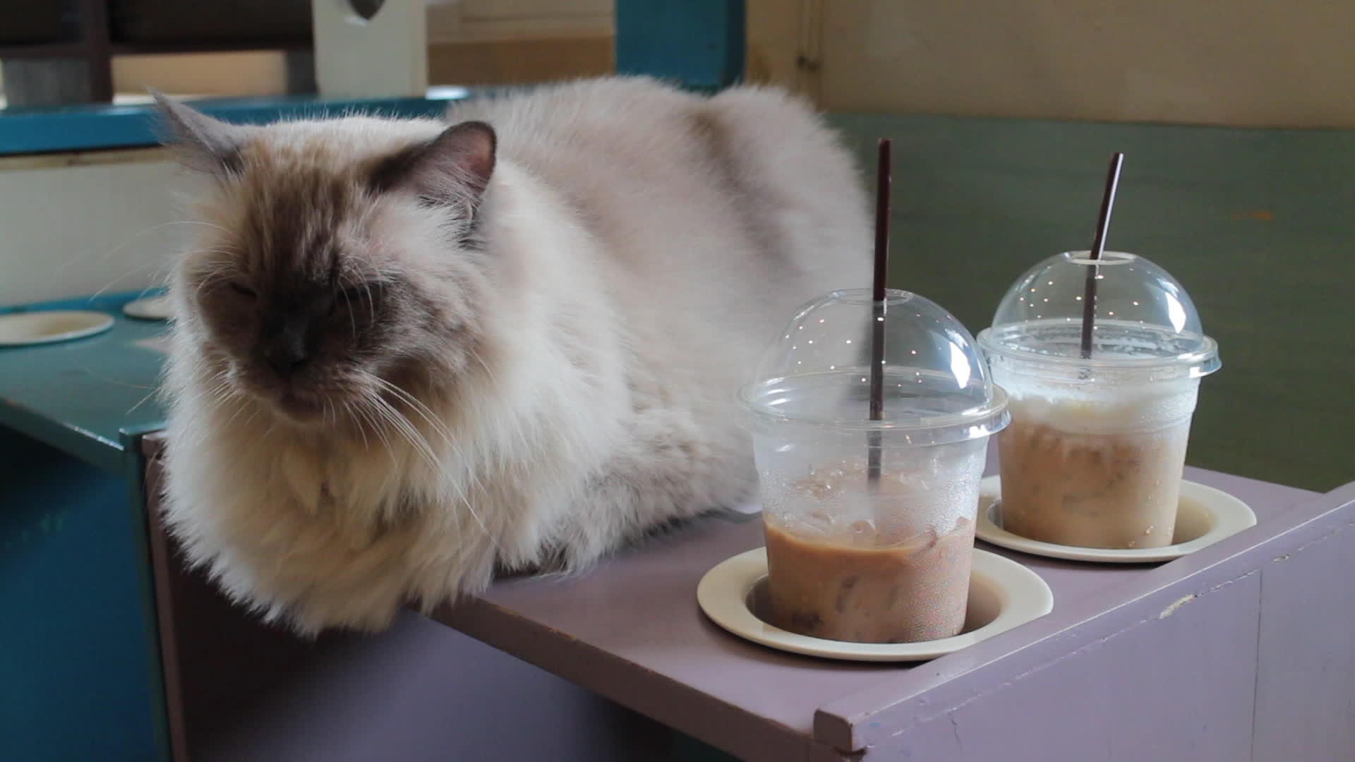 可爱的猫在咖啡馆的桌子上视频的预览图