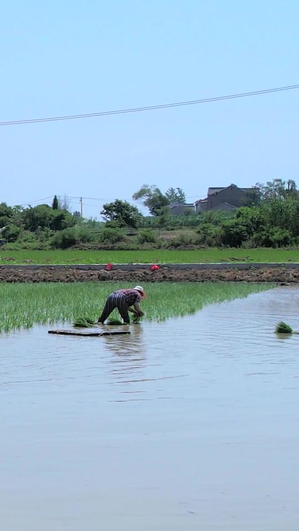 农民在农田里航拍插秧视频的预览图