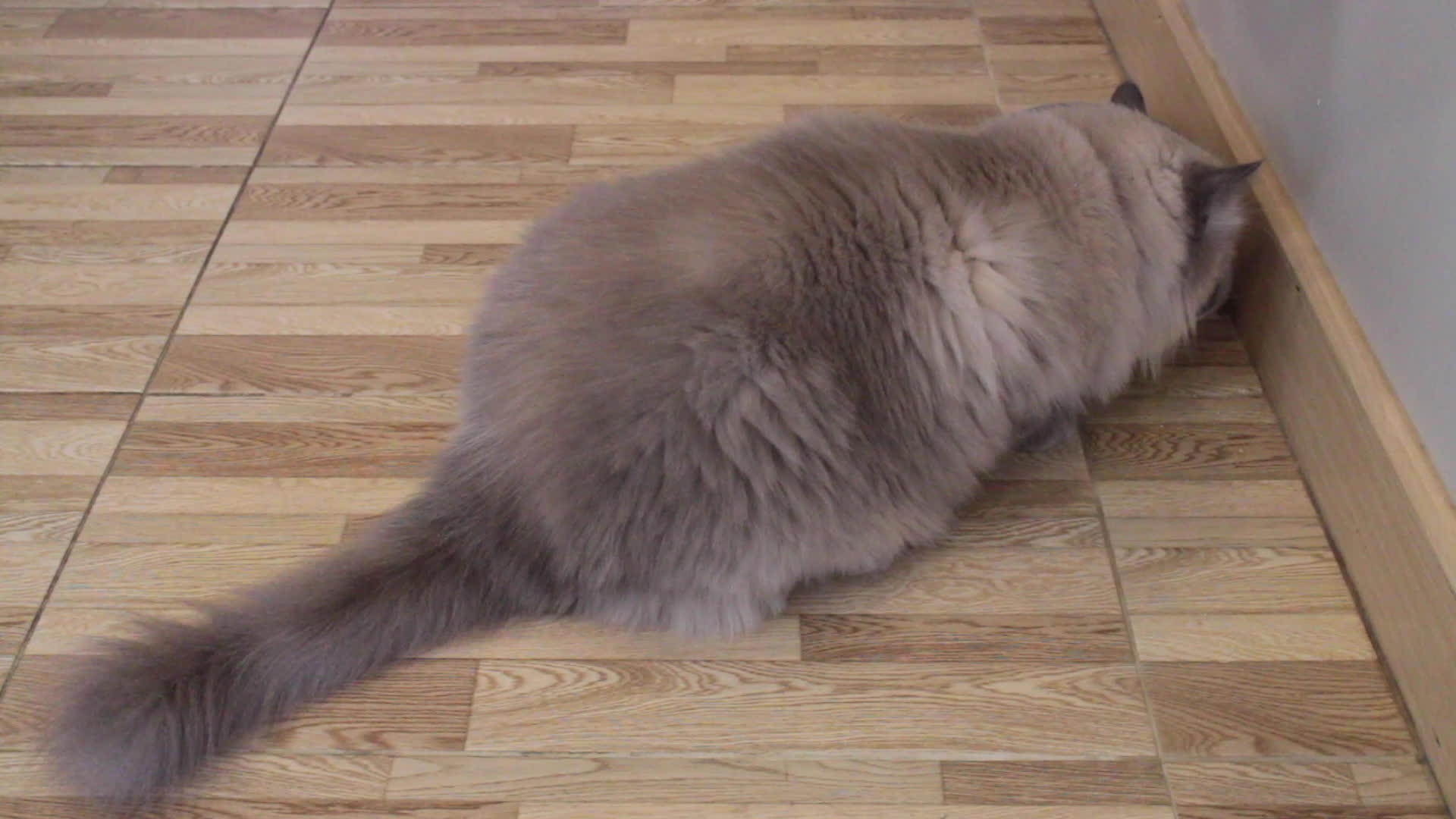 阿布拉扬猫在碗里吃东西视频的预览图