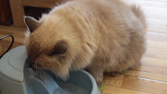 猫在碗里喝水视频的预览图