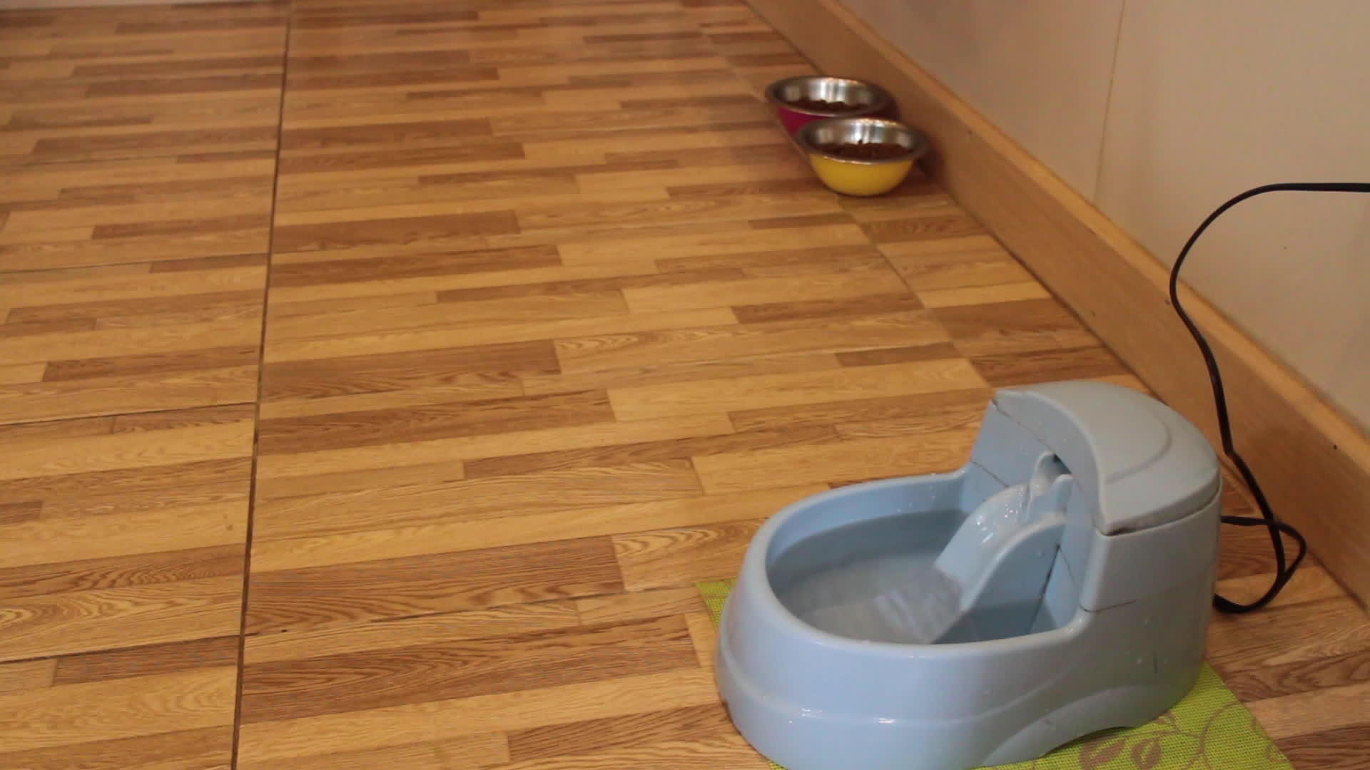 带食物和水的家猫喂养站视频的预览图