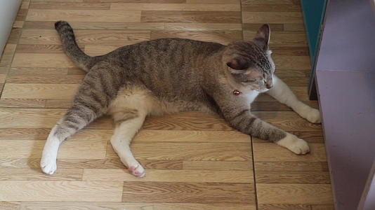 本地泰国猫在家放松视频的预览图