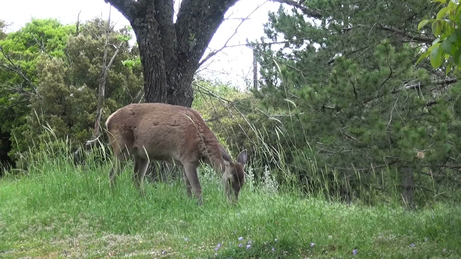 一只鹿在吃草视频的预览图