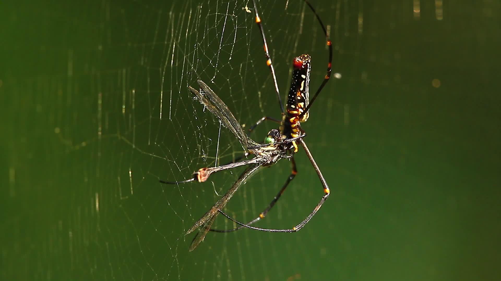 野生昆虫大蜘蛛视频的预览图