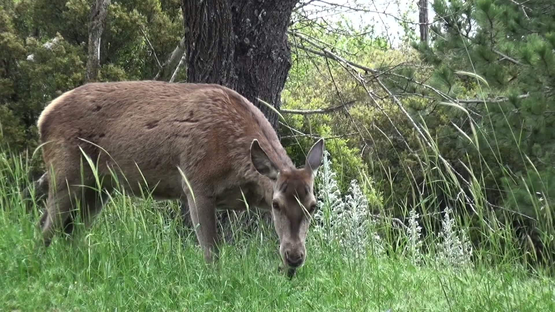 一只鹿在吃草3视频的预览图