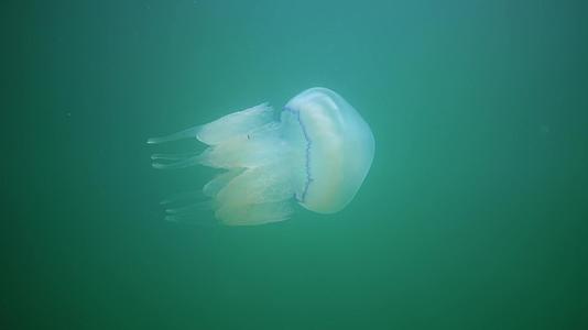 在黑海它通常被称为桶状水母容易在水母中漂浮在水的厚度上视频的预览图