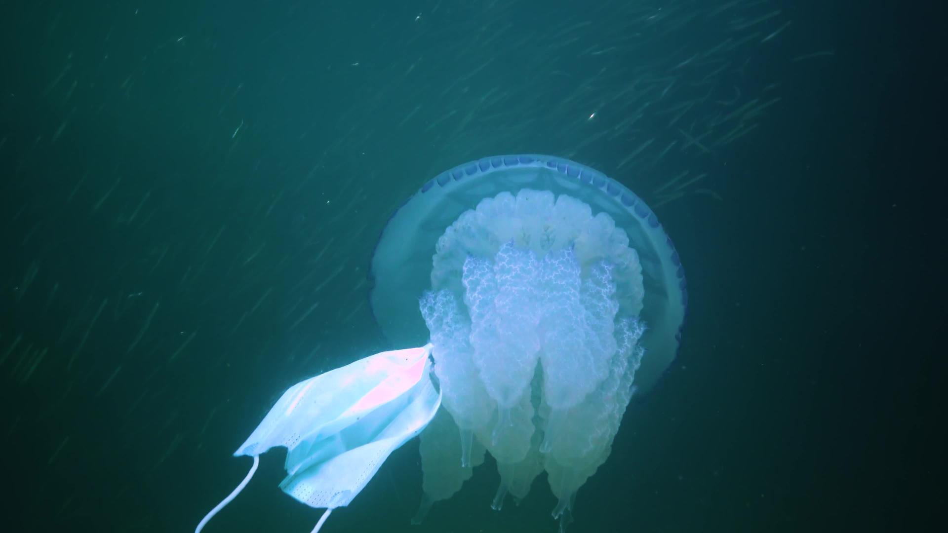 桶状水母视频的预览图