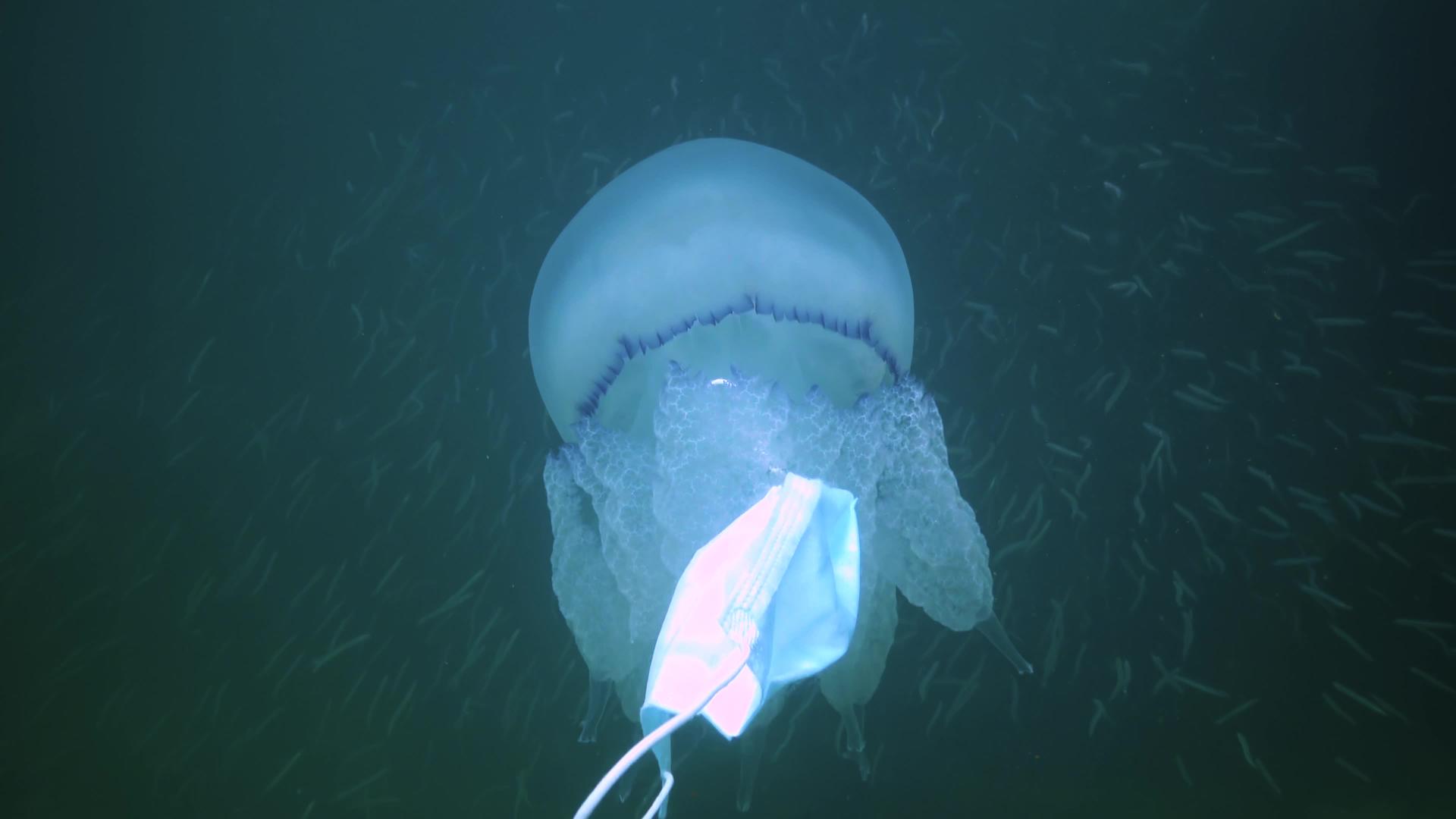 在黑海(Rhizostomapulmo)它通常被称为桶状水母和易口水母)漂浮在水的厚度上视频的预览图