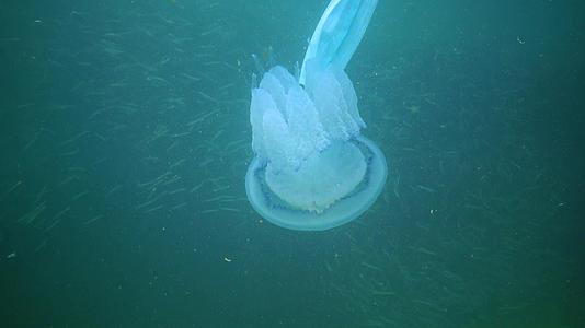 桶状水母在黑海中视频的预览图