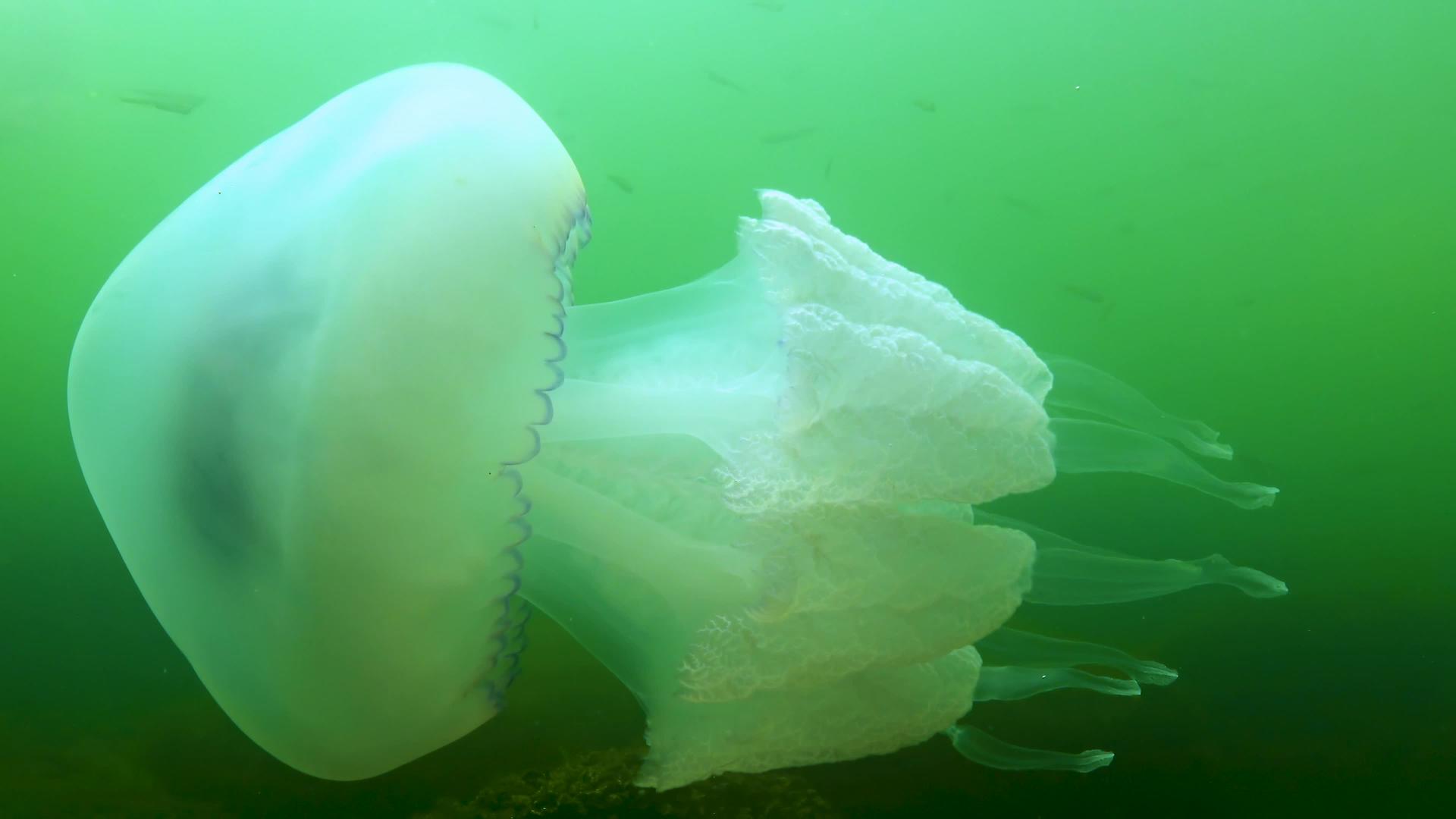 桶状水母在黑海中视频的预览图