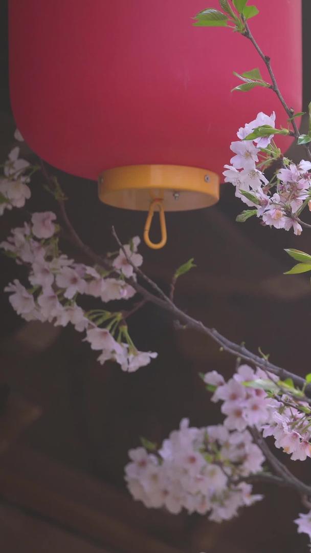 城市春季古建筑红灯笼樱花材料材料视频的预览图