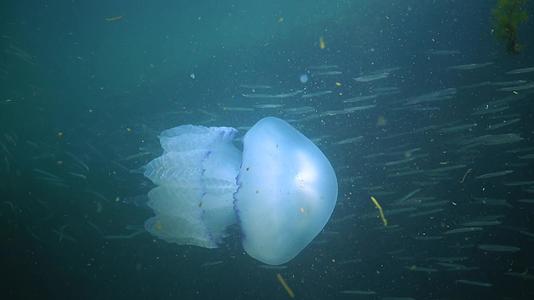 在黑海它通常被称为桶状水母容易在水母中漂浮在水的厚度上视频的预览图