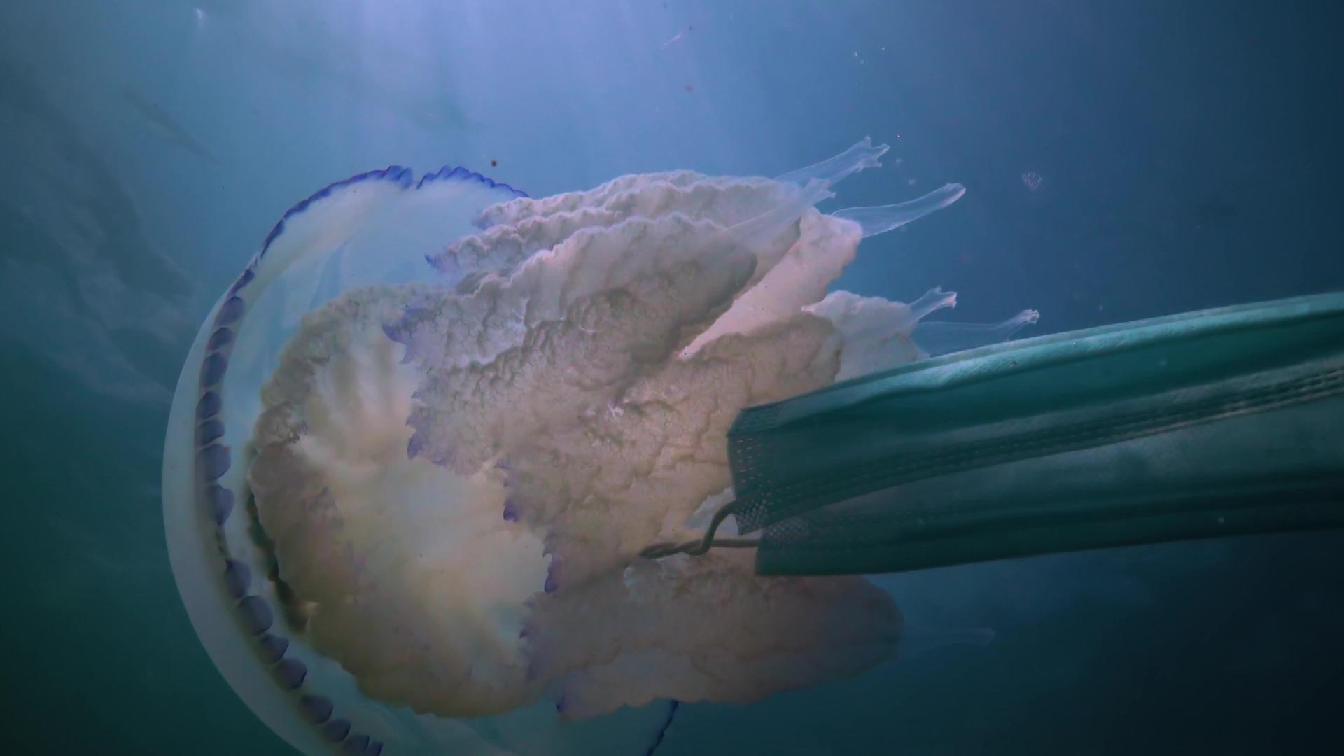 桶状水母视频的预览图