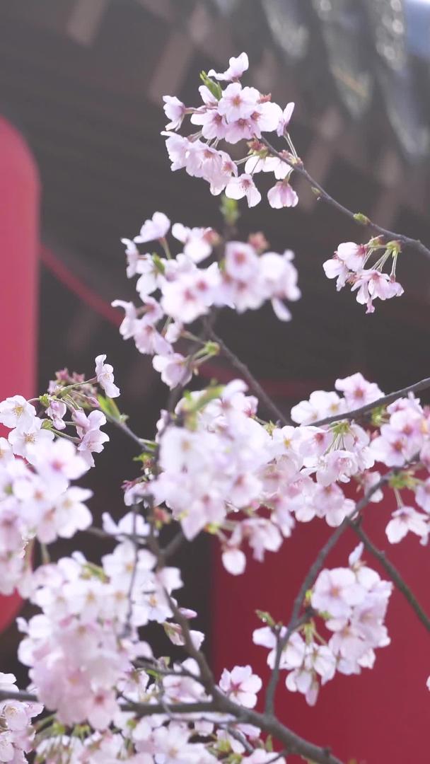 城市春季古建筑红灯笼樱花材料材料视频的预览图