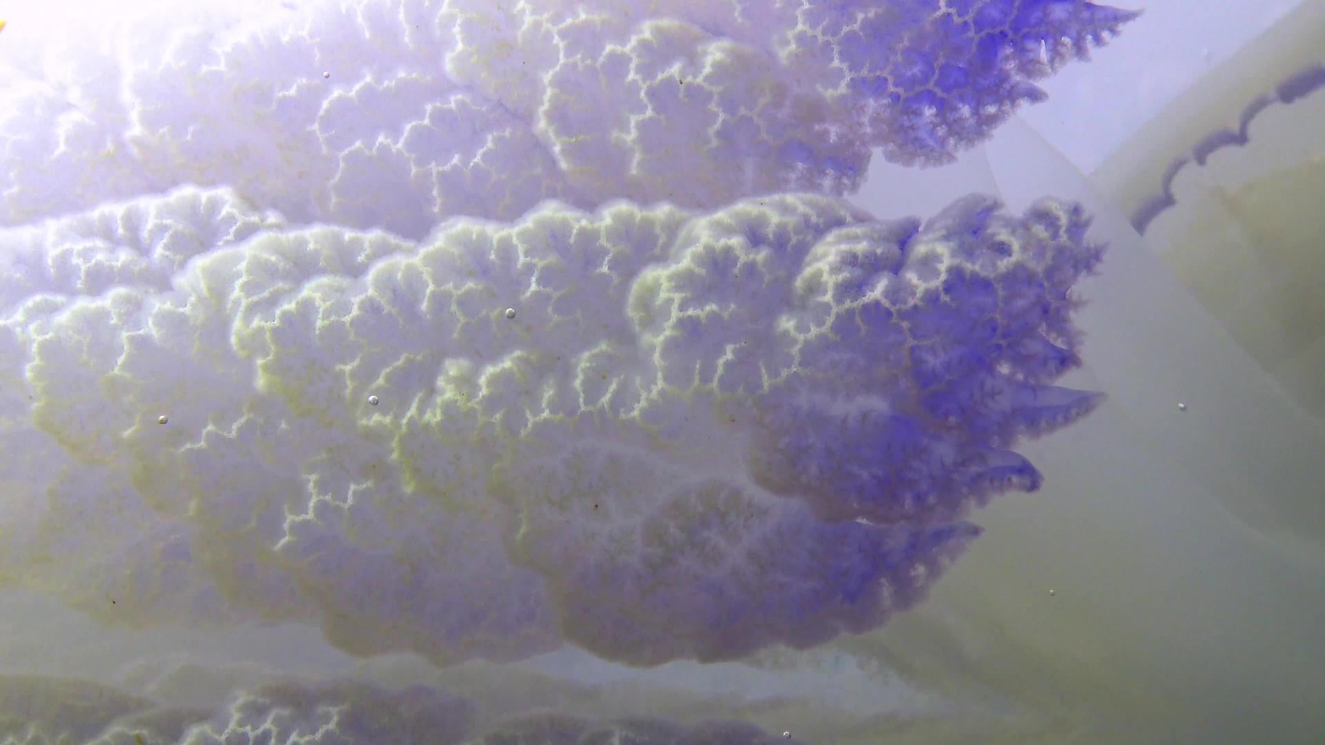漂浮在海水中的桶状水母视频的预览图