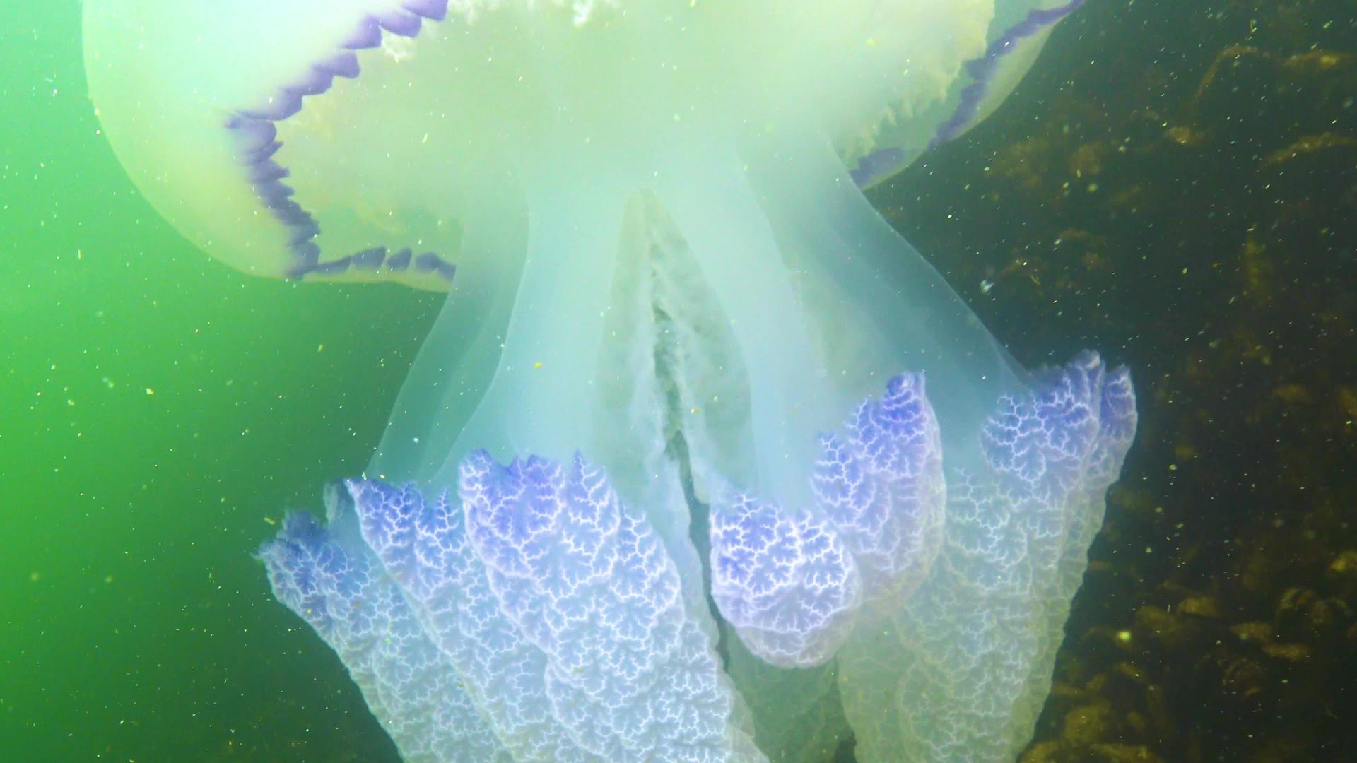 漂浮在海里的桶状水母视频的预览图