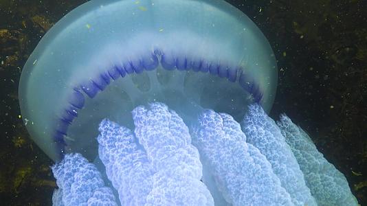 在厚度中漂浮通常被称为管状水母易碎口水母视频的预览图