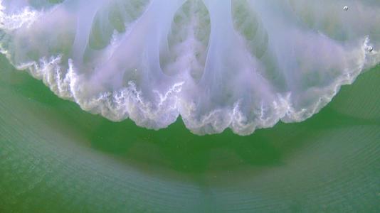 漂浮在厚度中(Rhizostomapulmo)通常称为管状水母和易碎口水母)视频的预览图