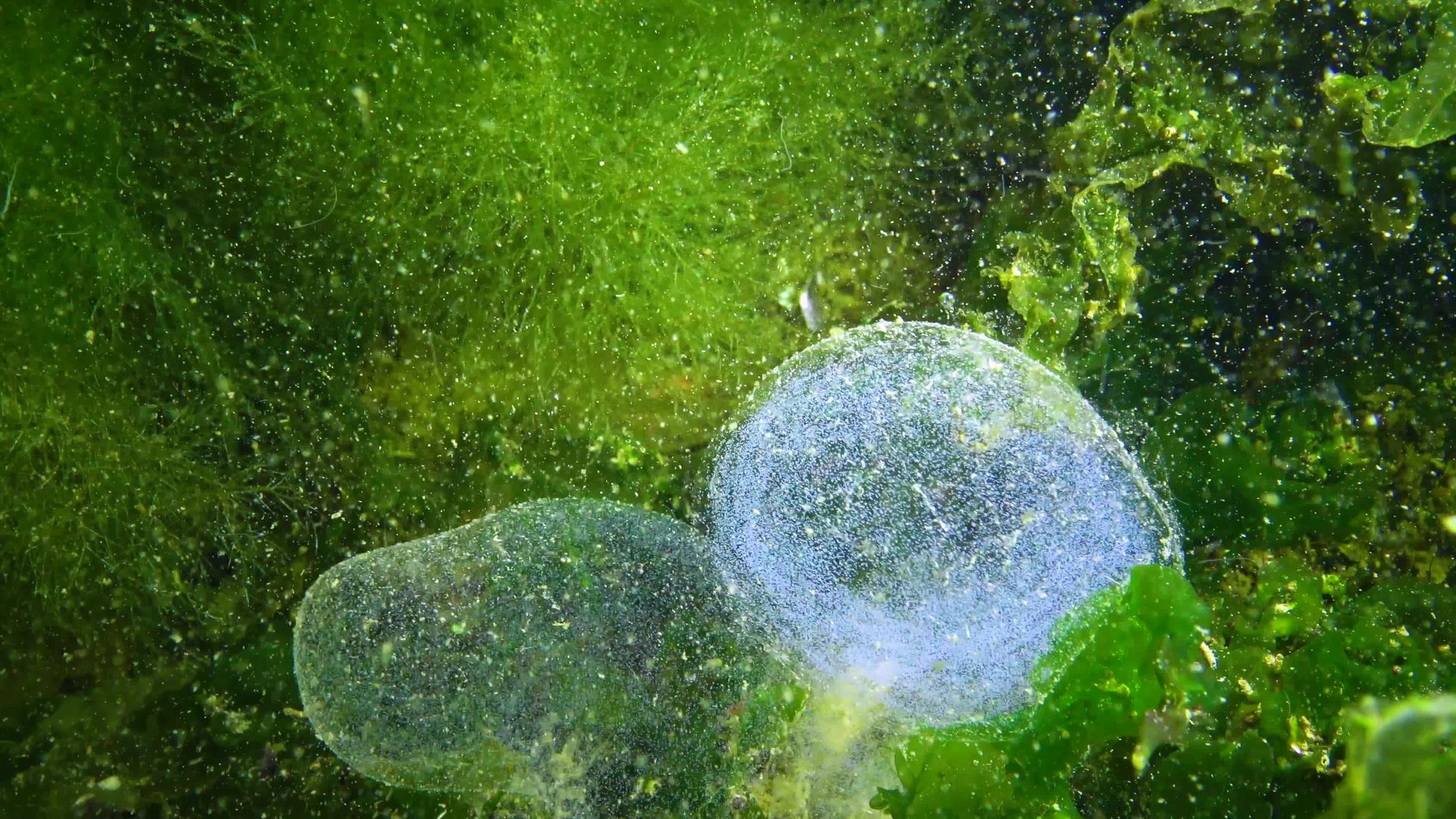 海虫水母视频的预览图