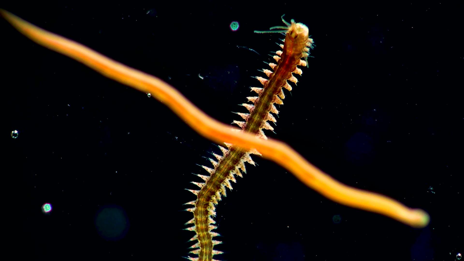 海洋蠕虫视频的预览图