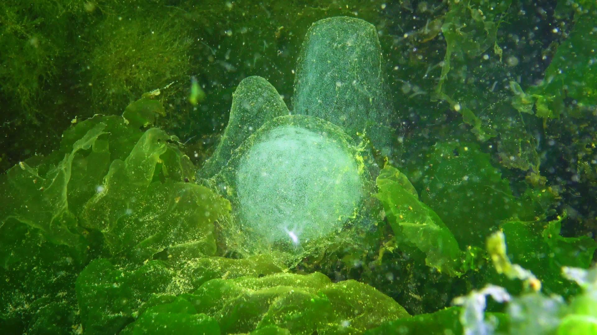 海虫多毛蛋在黑海粘液袋中繁殖视频的预览图