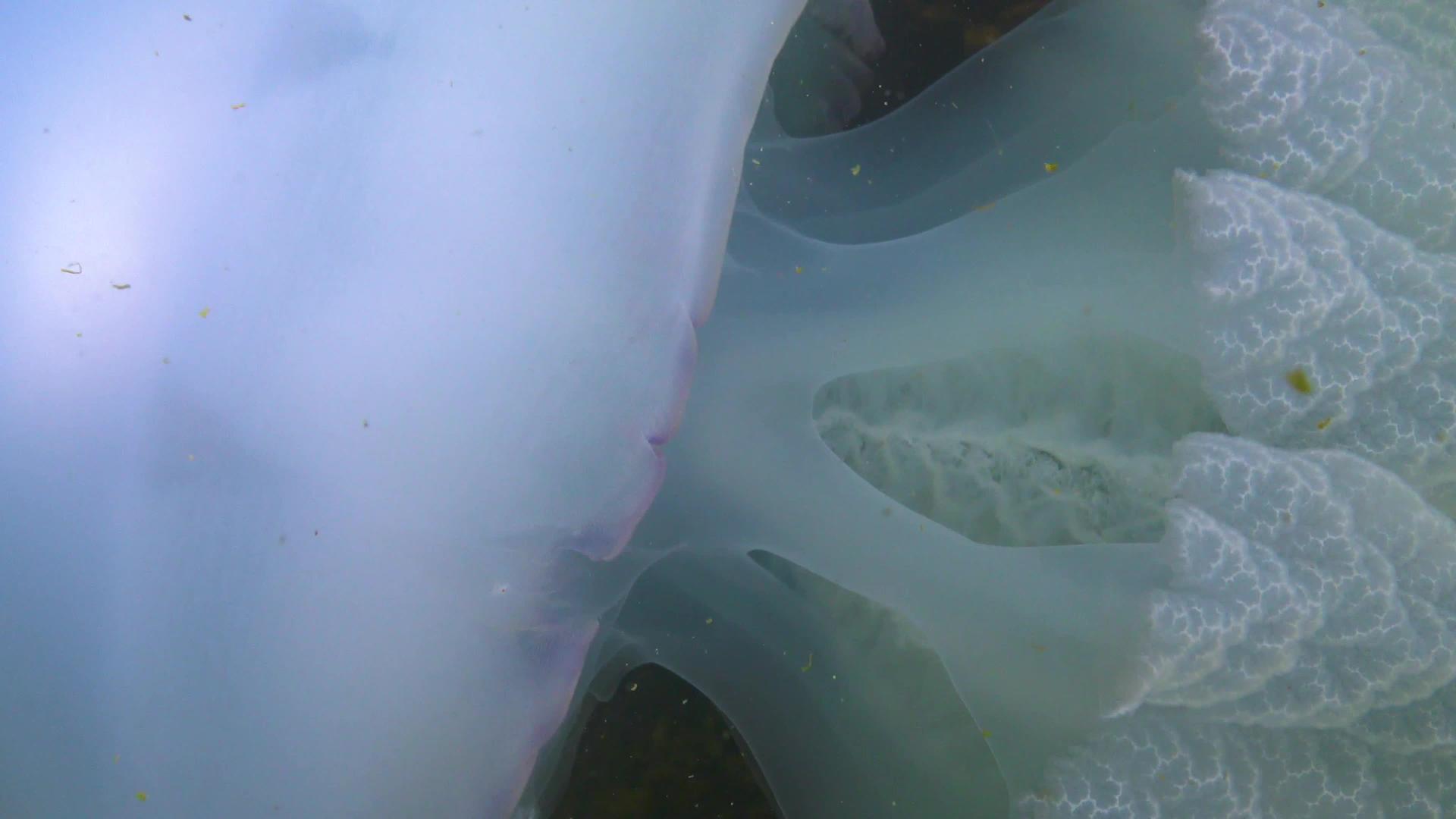 在厚度中漂浮通常被称为管状水母视频的预览图