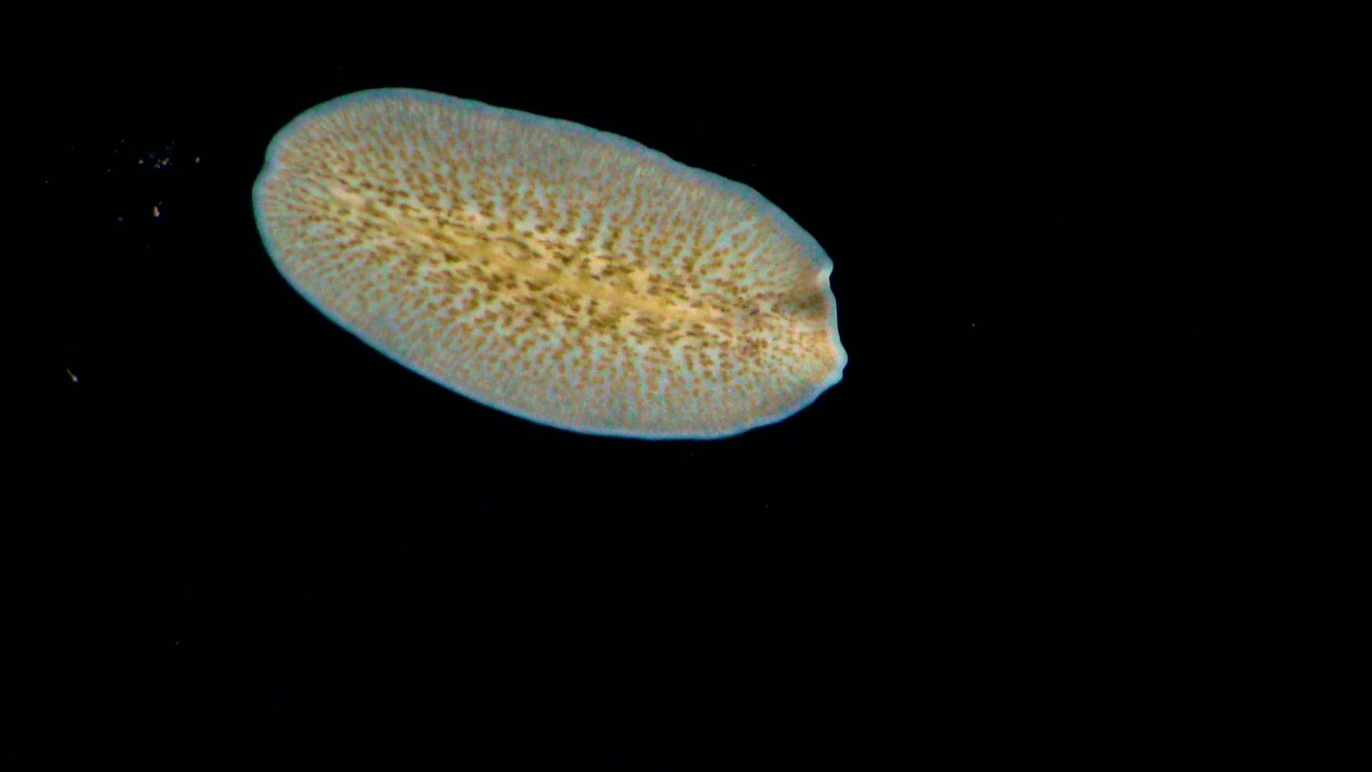 海洋扁虫视频的预览图