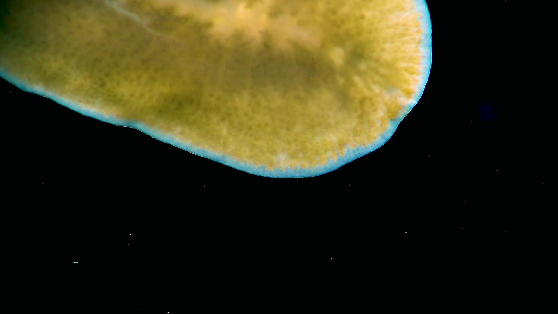 海洋扁虫平原爬在玻璃上视频的预览图