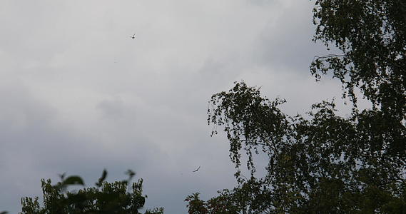 飞鸽在圆圈中飞翔视频的预览图