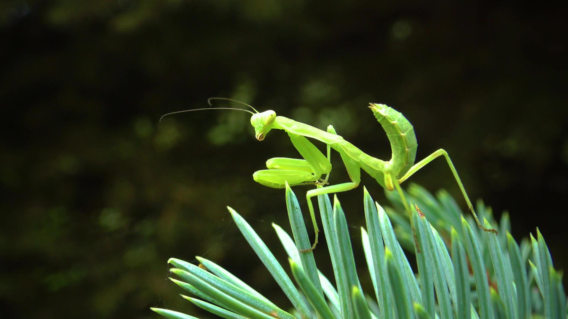 食肉昆虫捕食植物视频的预览图