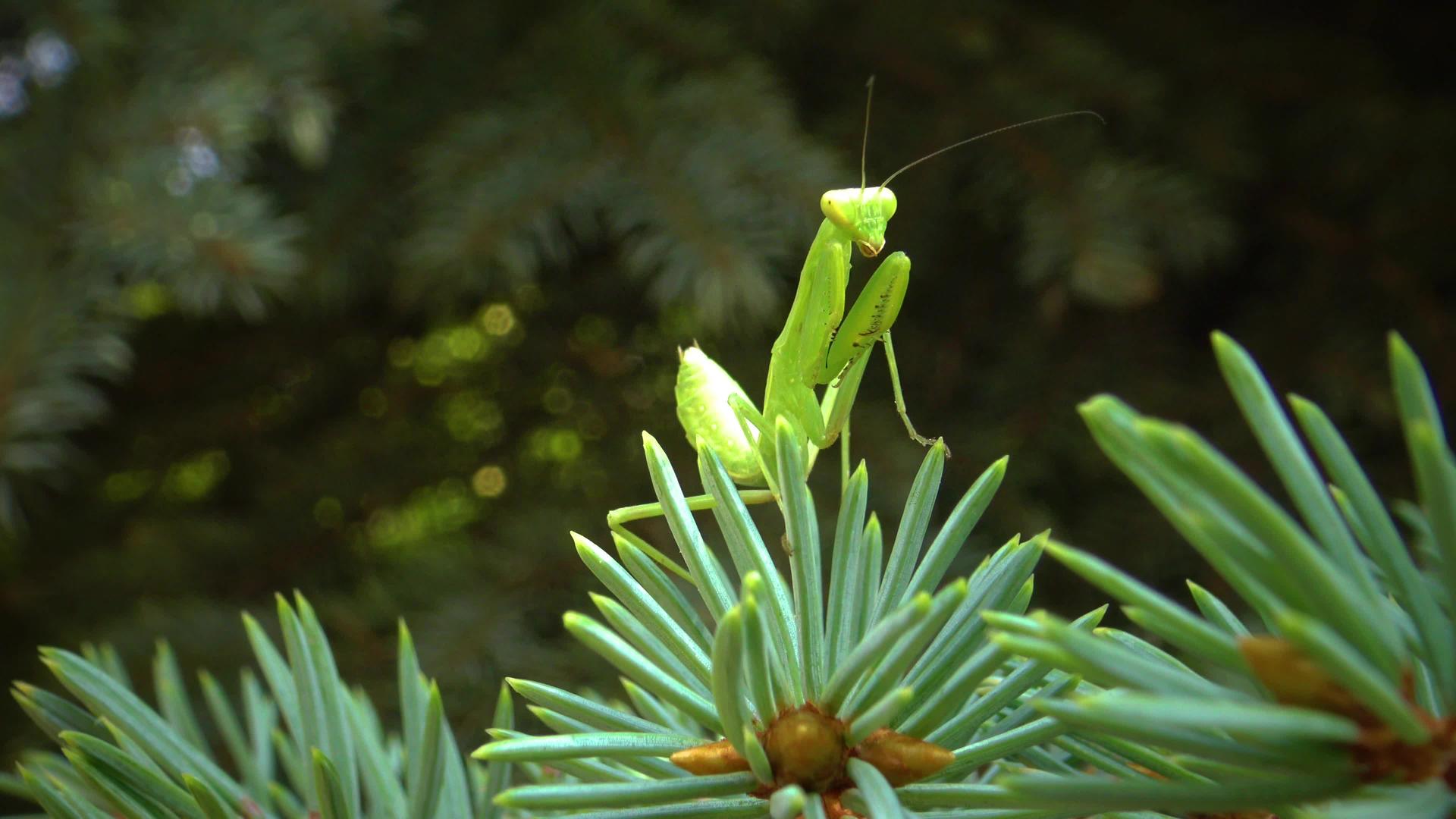 食肉昆虫捕食植物视频的预览图