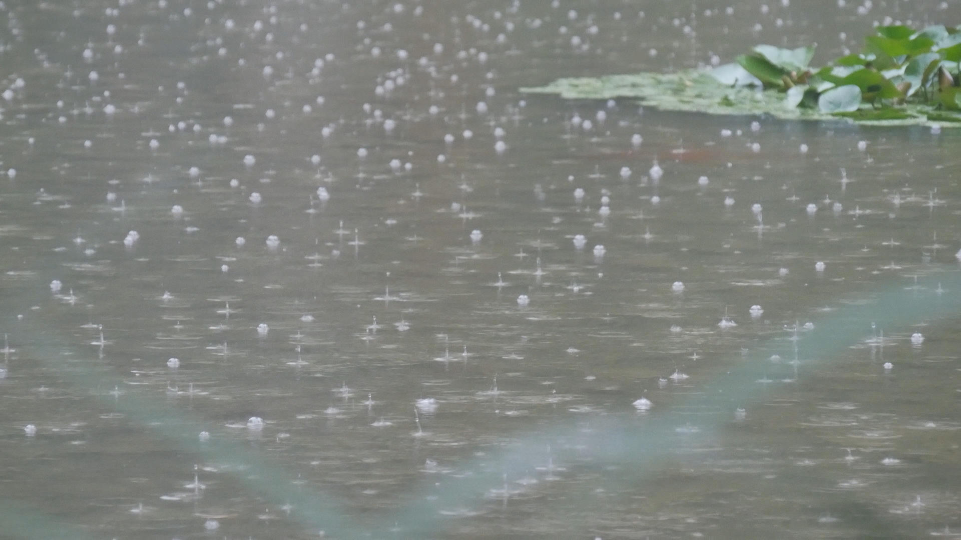 下雨的湖面涟漪视频的预览图