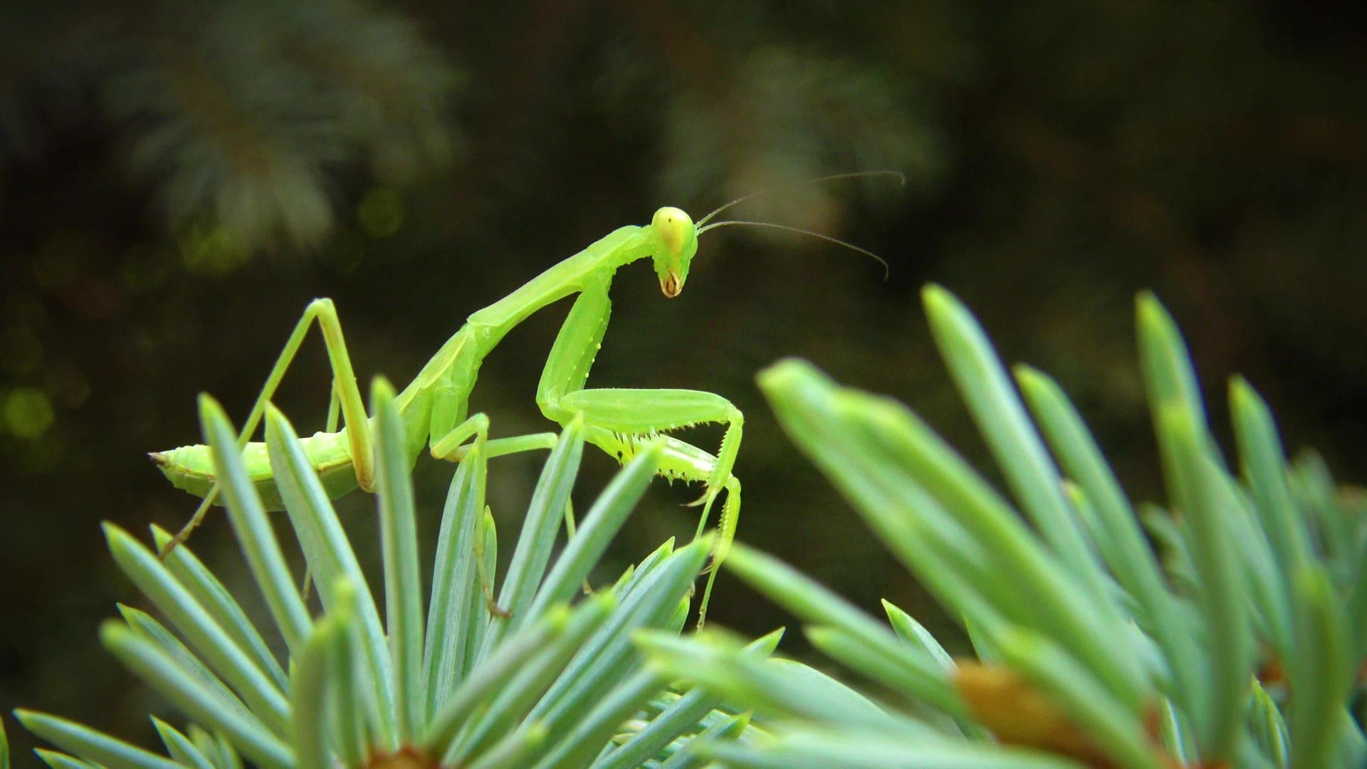 食肉昆虫捕食植物的猎物野生动物视频的预览图