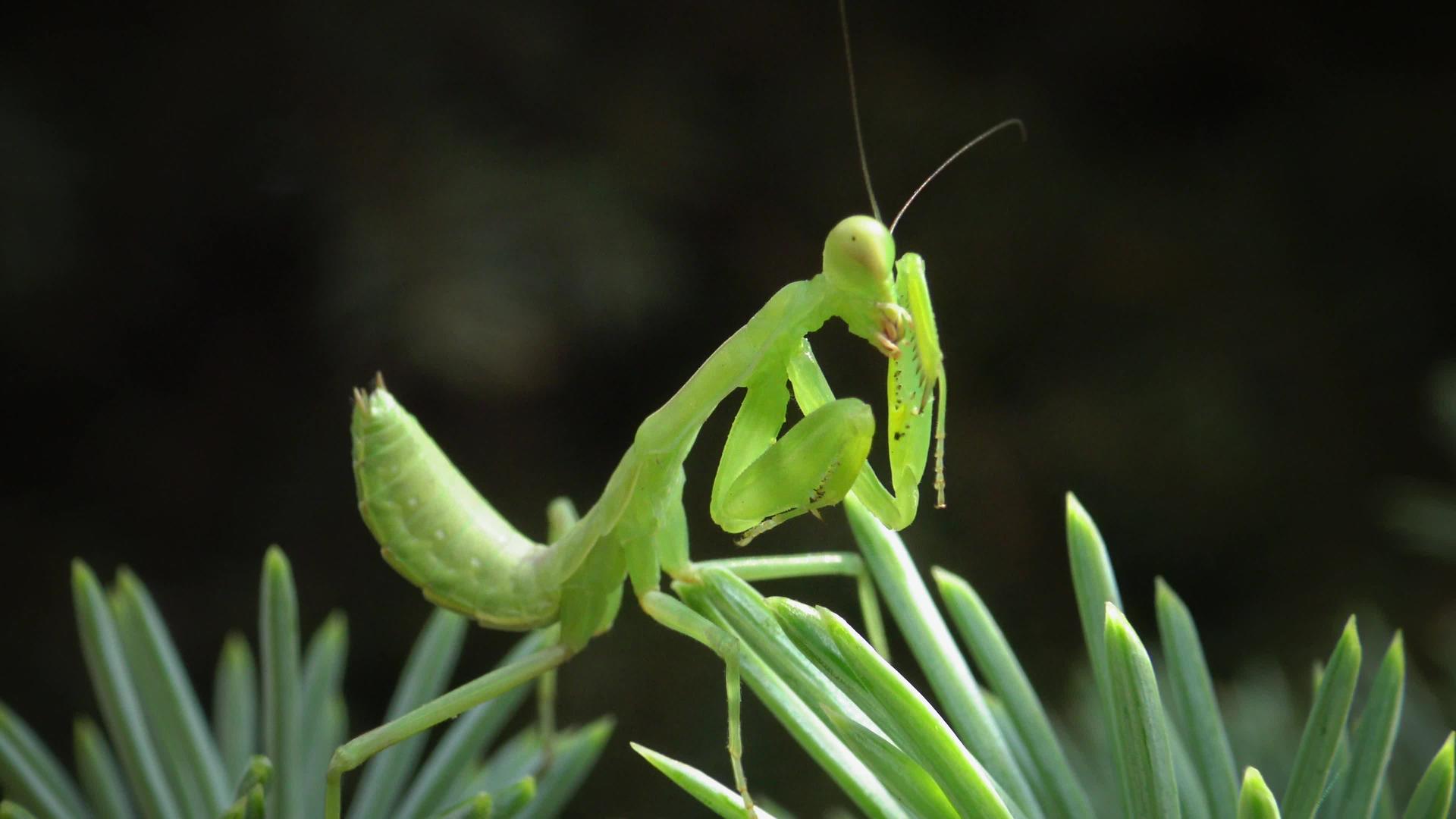 食肉昆虫捕食植物的猎物野生动物视频的预览图