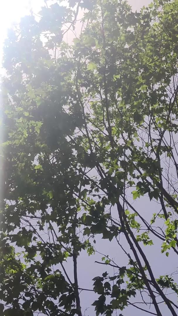 夏天的阳光照射在树上视频的预览图